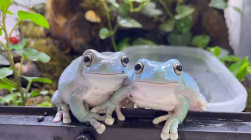 飼い主の指を取り合うカエルたち どいて と押しのけて カエルもヤキモチを焼くんだ と驚きの声集まる ねとらぼ