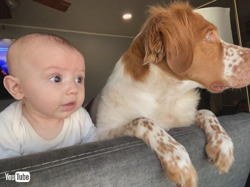 「Dog and Baby Look Out Window Together || ViralHog」