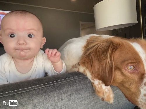 uDog and Baby Look Out Window Together || ViralHogv