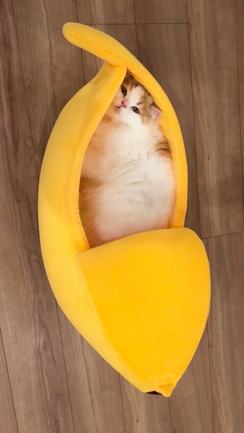 バナナのベッド