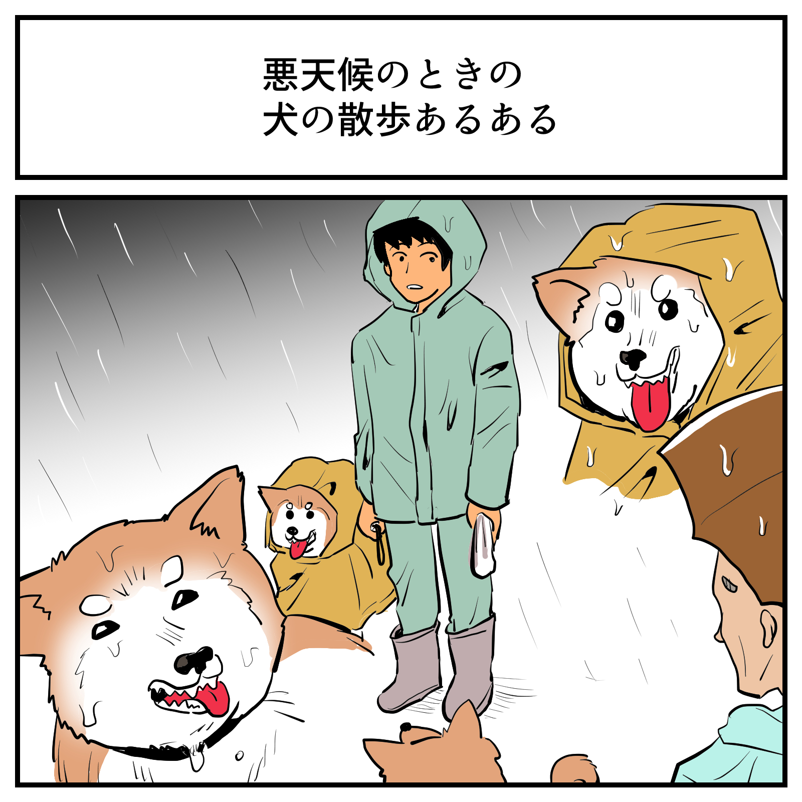 いつもはいろんなワンちゃんに会うけど 悪天候になるほど柴犬ばかり散歩に出てくるという意見に 分かる の声 1 2 ページ ねとらぼ