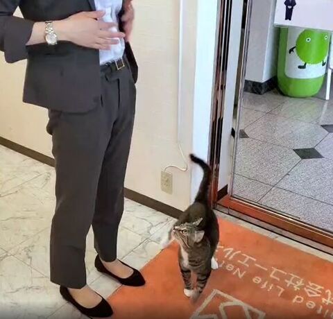 歩きながらスタッフを見てる猫