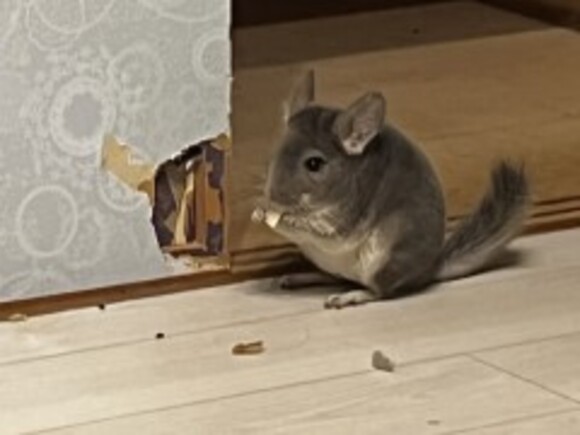 チンチラがふすまをガジガジ 飼い主 もうダメだ 見事な解体っぷりに どこのチンチラも同じ と共感の声 ねとらぼ