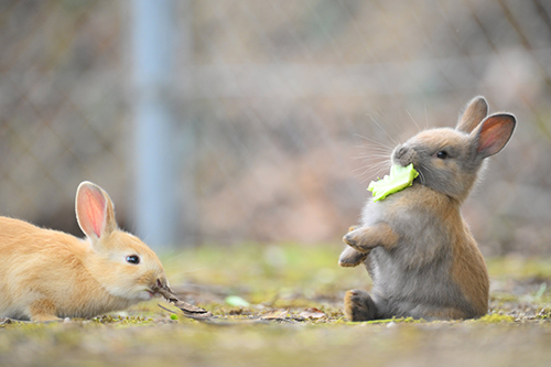 食事中のウサギ