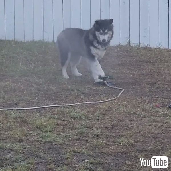 犬 ひゃっほぃ スプリンクラーの水で ビチョビチョになって全力で遊ぶ姿がかわいい 米 1 2 ページ ねとらぼ