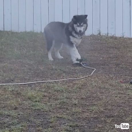 水を押さえつける犬