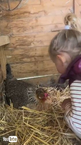 uLittle Girl's Interaction With Chicken Has Mom Cracking Up || ViralHogv