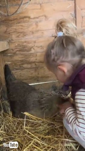 uLittle Girl's Interaction With Chicken Has Mom Cracking Up || ViralHogv