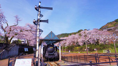 小田原の季節限定駅弁、桜満開 花見べんとう