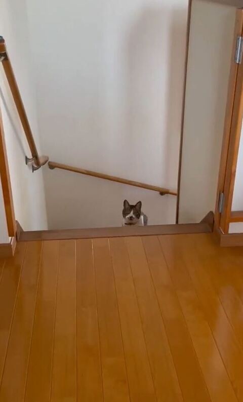 猫がお顔を出した瞬間