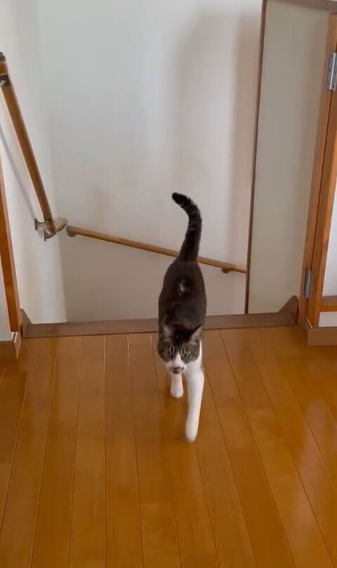 しっぽを立たせて歩いてる猫