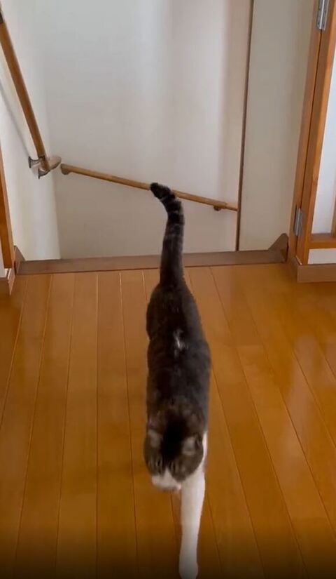 前を向いて歩いてる猫