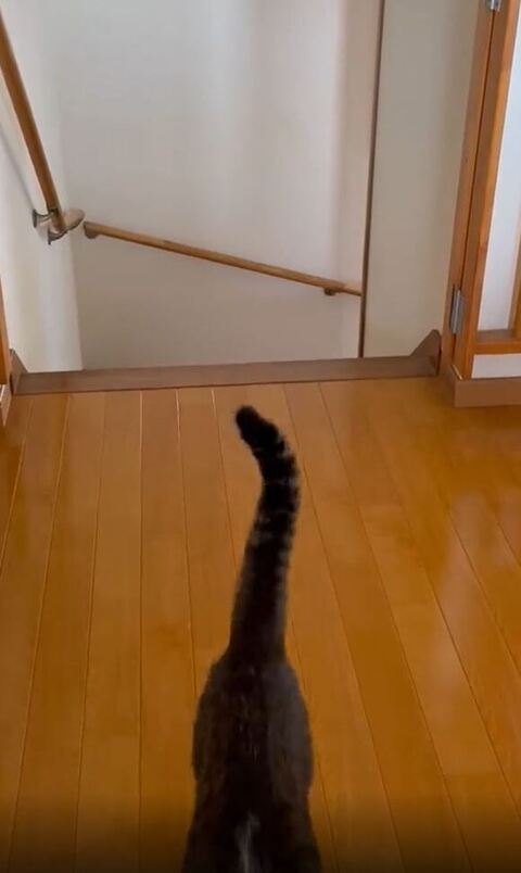 猫のしっぽの写真