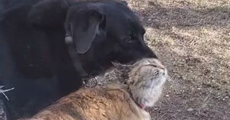 犬 毛づくろいしてあげる 猫 お尻もやって 平和で仲良しなふたりの姿に 尊い の声 カナダ 1 2 ページ ねとらぼ