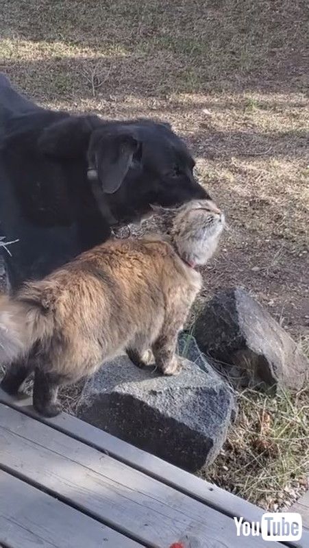 犬 毛づくろいしてあげる 猫 お尻もやって 平和で仲良しなふたりの姿に 尊い の声 カナダ 1 2 ページ ねとらぼ