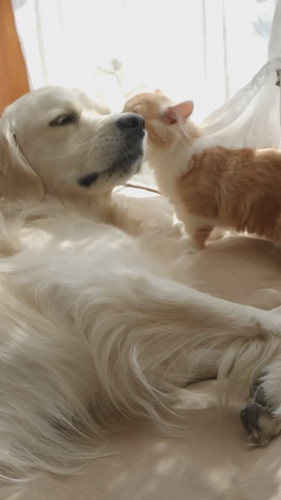 毛づくろいする猫と犬