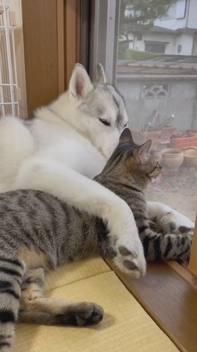 寝転がる犬と猫
