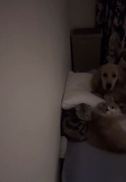 寝室占領犬猫