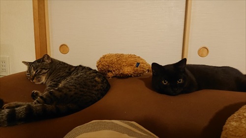 ヨギボーと猫