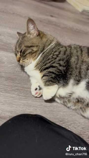 猫 食べたら寝る 食後 睡魔 スリスリ 短足 マンチカン