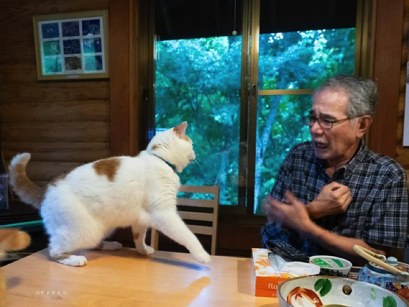 愛猫をなでたいお父さんvs お触り禁止の猫 繰り返されるお父さんの悲劇に「お約束ですね」と楽しむ声 L Nm 2206 Nekotosan