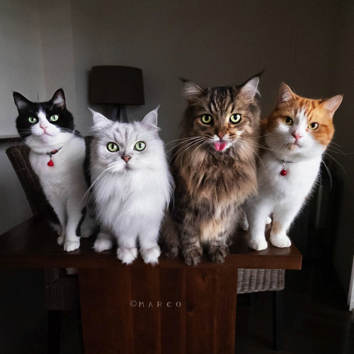 猫4匹