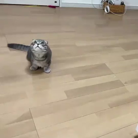 ボールで遊ぶ猫