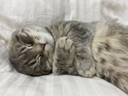 すやすや眠る猫