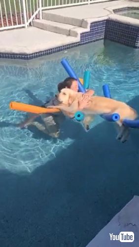プールヌードルで浮かぶ犬