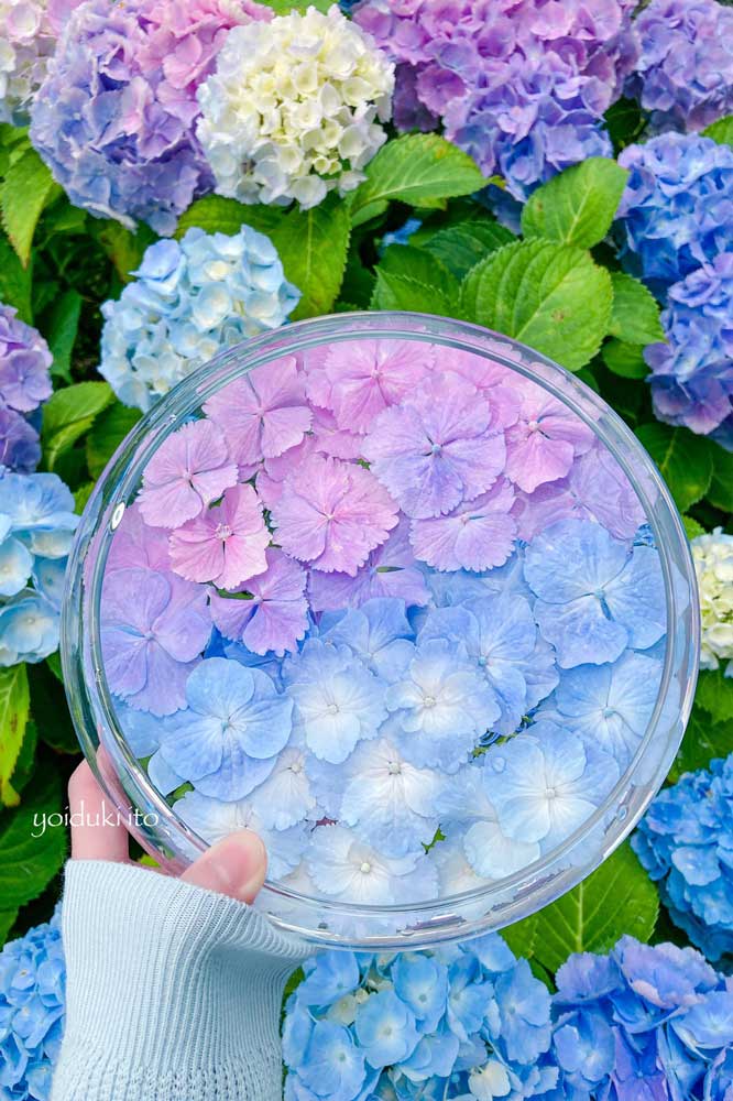 あじさいのグラデーションが美しい 梅雨の時期の気分華やぐ写真に