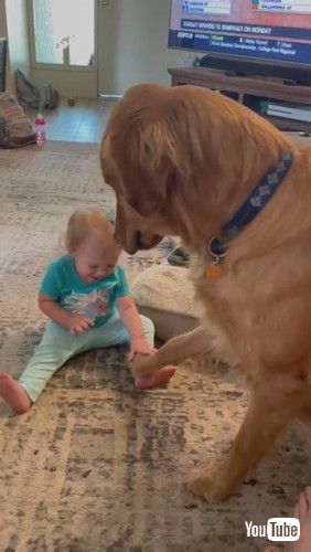 「Cooper the Golden Gently Meets 1-Year-Old Niece || ViralHog」