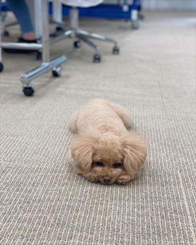 社内にいる犬