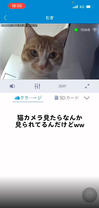 外出中 ペットカメラを見たら 猫 うぇ い 見てる ジロジロのぞく表情に 監視されてるのは実は主 の声 ねとらぼ