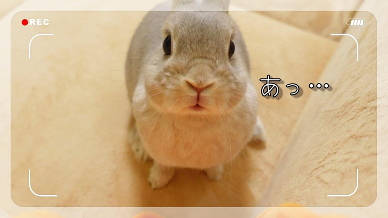 ウサギ「あっ」 イタズラを撮影するカメラに気付いたウサギ→ダッシュ 