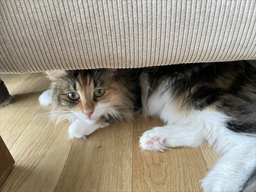 ソファの下に入る猫