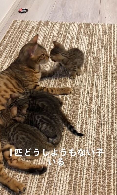 子猫とママ猫鼻キス