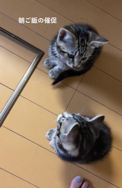 顔を見合わせる子猫