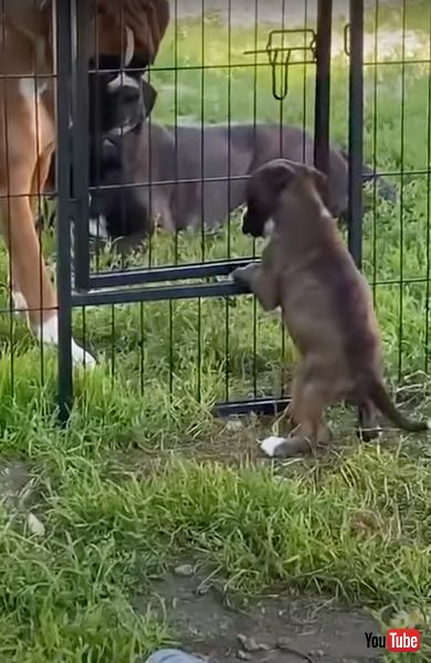 柵に前足をかける犬