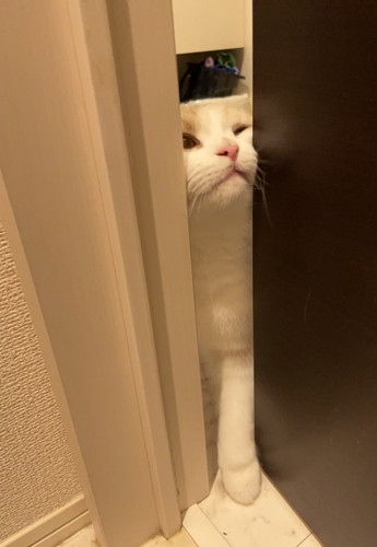 扉を顔で開ける猫