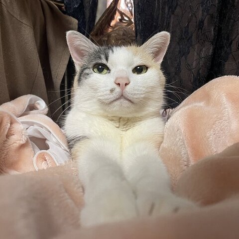 毛布の上の三毛猫