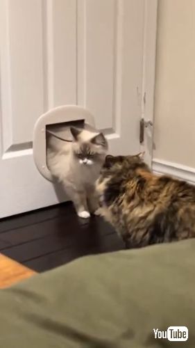 猫ドアから別の猫が現れてびっくりする猫
