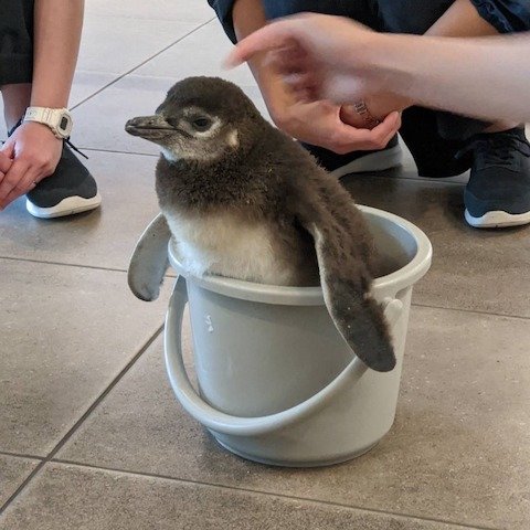 バケツに入った赤ちゃんペンギン