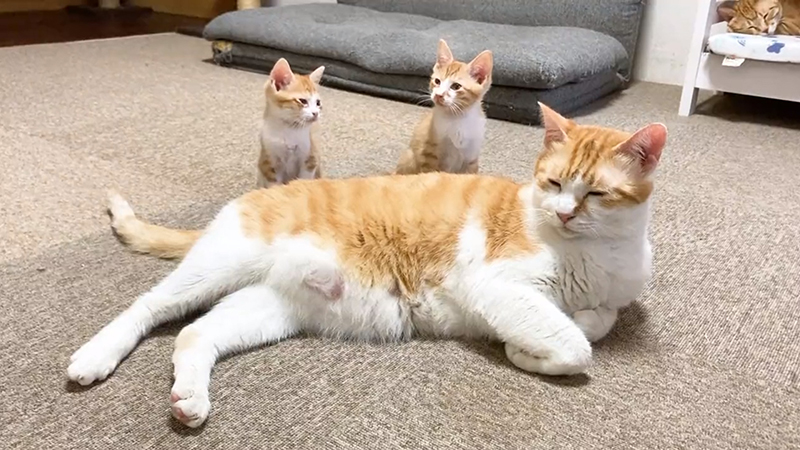母猫とはぐれて保護された子猫、先住猫にずっとくっついて…… ぬくもりを求めるような姿が胸にグッとくる (l_mika2206_uni10 ...