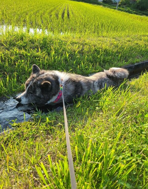 大きな秋田犬が、水路に入った結果……　ダムのように水をせき止める様子に「笑った」「気持ちよさそう」と反響