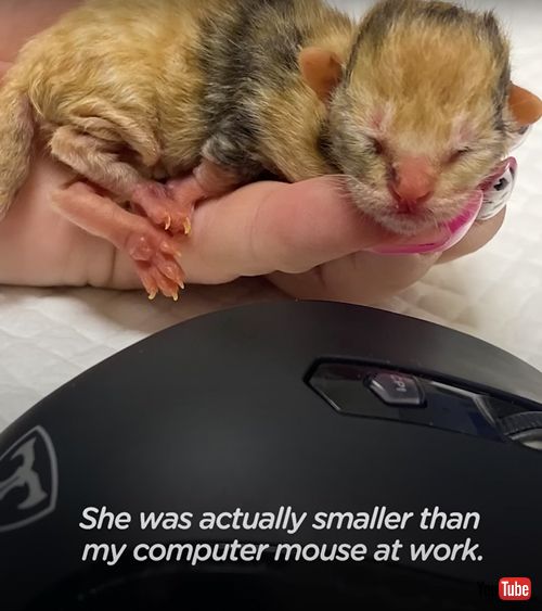 マウスよりも小さい子猫