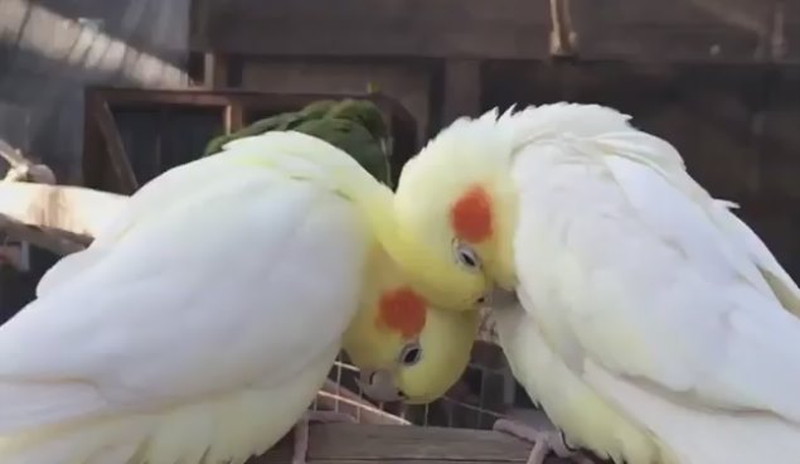 オカメインコ2羽が、頬を寄せ合い…… すりすりと優しく羽づくろいをする