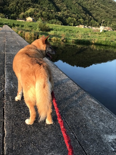 散歩中の愛犬が用水路で立ち止まり……　震えるチワワを発見→救助の展開に「賢いワンちゃん」「おうちに帰れてよかった」の声