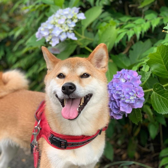紫陽花と笑顔の柴犬
