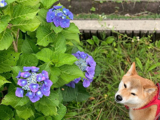 紫陽花と柴犬