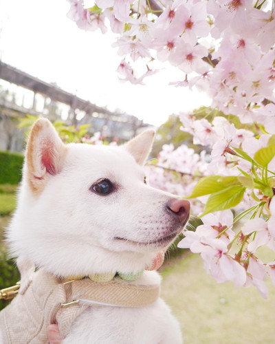 桜と犬
